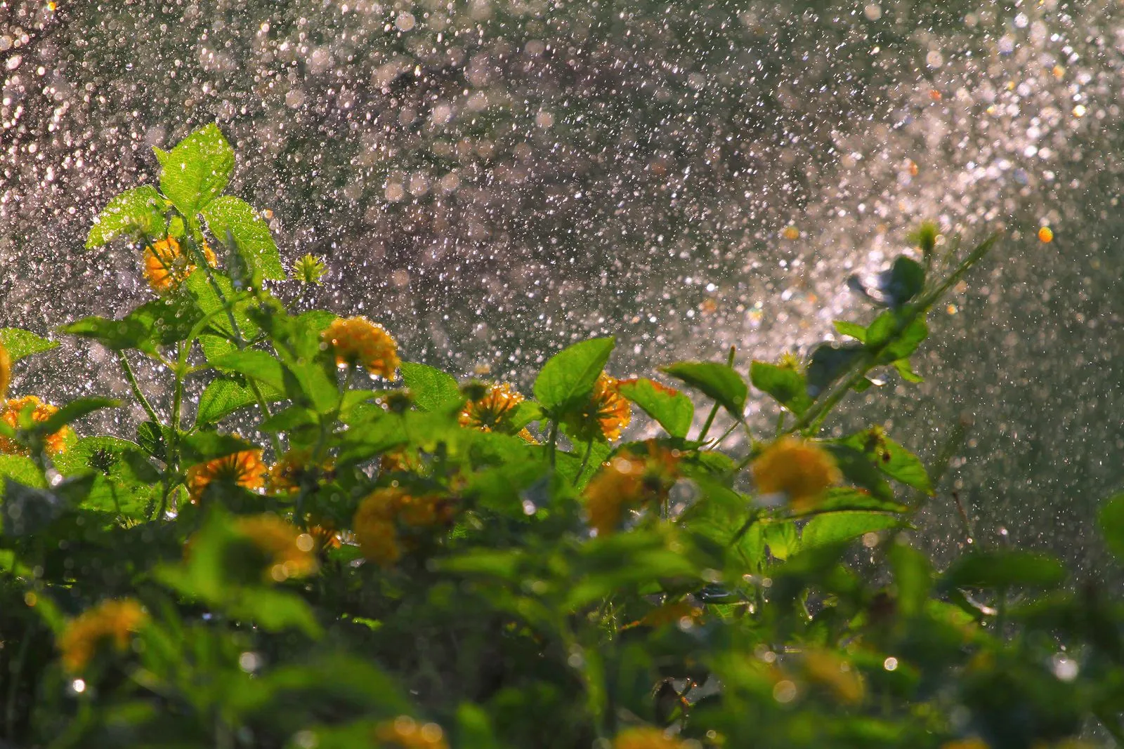 Signs Your Sprinkler System Needs Attention